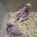 للبيع فروخ روز وكروان