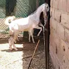 السلام عليكم ورحمه الله أعرض لكم عنز هولندي جدعه معه تيس