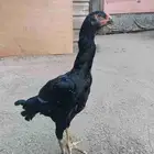 دجاجه شامو الماني