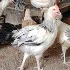 دجاج فرنسي