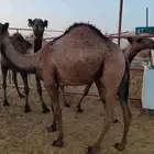 حشو مفاريد