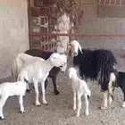 مواليد حدرهم خرفان