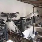 فرع 50 جوذ