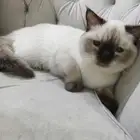قطو لتبني