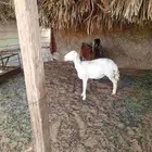حريه دافع