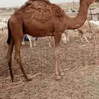 قعود لباني سمين