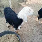 نجدي
