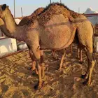 حشو قصب
