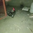ديوك كوشن