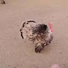 دجاج رومي للبيع