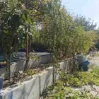 قص أشجار وزراعه مهندس أشجار