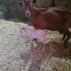 قزمي عنز وبنته