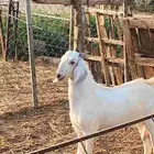 أعراض لكم تيوس بلدي رقم واحد