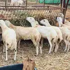 معنا رخال بلدي مضمون