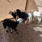 رخال حريه ونجد