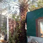نخل للبيع الطول تقريبا اربع متر