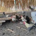 للبيع ديوك فيومي ومشكل