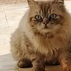 قط ذكر للبيع