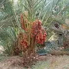 نخل مثمر للبيع من اجود مزارع القصيم والمدينه