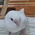 عصفور للبيع شامل الأكل والقفص