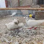 ياكريم صدفي دبل كرست