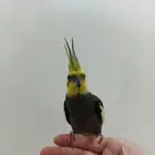 كروان اليف