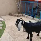 عنز عارضيه معها جفره