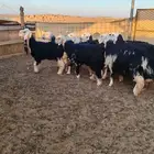 9 ثنيه و8 جذعات 6 منها دفع و3 مضاريع ان شاء الله غنم صنف