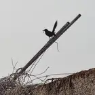 للبيع فروخ الطير هذا