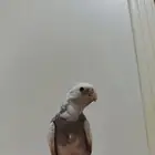 كروان اليف جدا