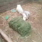 نعجه منتوج