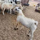 معنا رخيل بلدي معنا جفار بلدي مزايين معنا ضان قروب