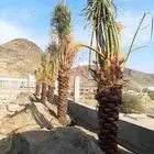 نخل للبيع في مكه الطائف جده بجميع انواعه وجميع المقاسات