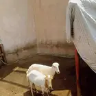 غنم