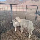 حريه والد تامه
