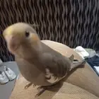 كروان مفقود حي الوادي