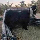 تيس فحل عارضي