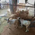 تيوسا