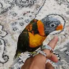 للبيع لوري طفرة زيتوني