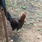 خمس دجاجات حجم حلو وانتاج رائع