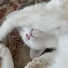 بسه أنثى عمرها خمسة أشهر