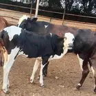 أعراض لكم بقاير جاموس وبلدي وخبيش بلدي