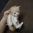 بسه للبيع على السوم