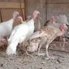 للبيع دجاج رومي