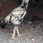 زوج دجاج فارسي