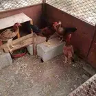 ثلاث دجاج و ديك
