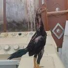 فرخ شامو ياباني اللي يبي ياساس لا يفوتكم عليه