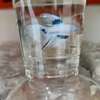 فايتر هاف مون بسعر 8 ريال فقط