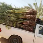 يوجد لدينا نخل للبيع عربي مثمر 28حبه لتواصل