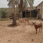 َمعزا جنوبيات الشباب